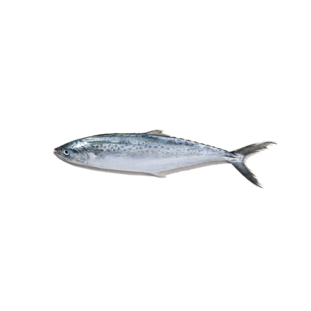 Mackerel  /Ikan  Tenggiri 马交鱼  900-1kg