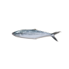 Mackerel  /Ikan  Tenggiri 马交鱼  900-1kg