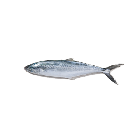 Mackerel  /Ikan  Tenggiri 马交鱼  900-1kg